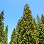 Forest View דירה פמפורובו