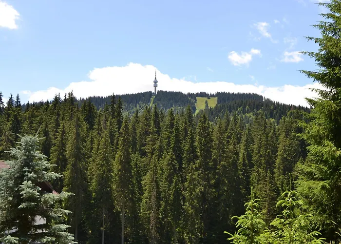 Forest View Apartment *