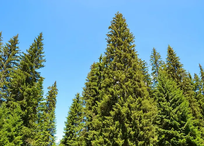 Forest View Lejlighed Pamporovo
